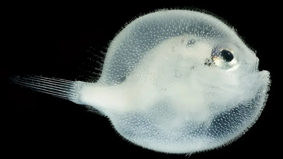 p0nx542c.jpg