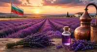 Войната за лилавото злато! България свали Франция от трона