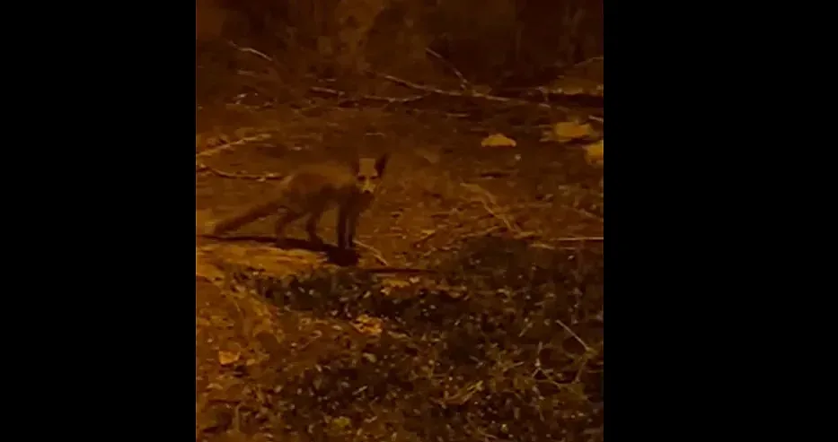 лисици в софия