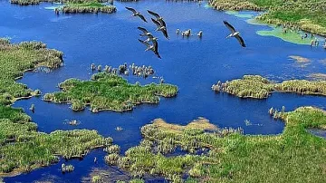 Нашите учени денонощно се борят да спасят живота му от сигурна смърт