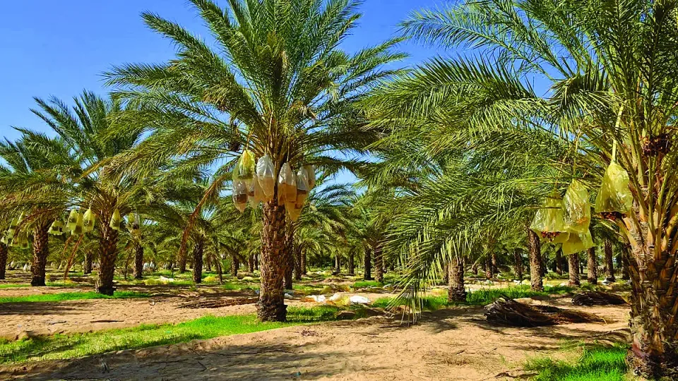 saudi-arabia-palmi