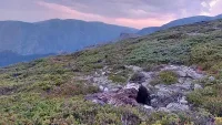 Отровиха застрашени видове лешояди в "Централен Балкан"