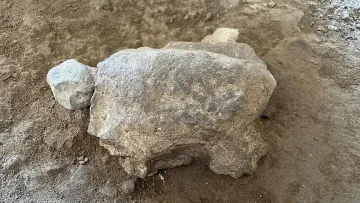 25 мистериозни костенурки на 16 500 години изскочиха от пещера в Турция