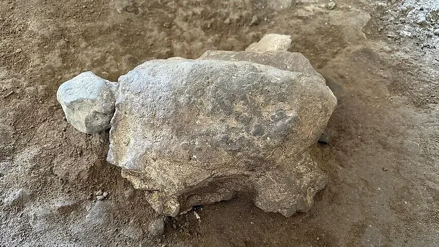 25 мистериозни костенурки на 16 500 години изскочиха от пещера в Турция