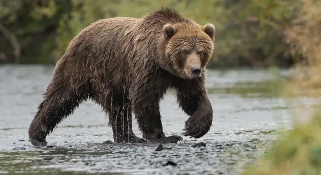 Жена надви разярена мечка с движение, измислено преди 2500 години