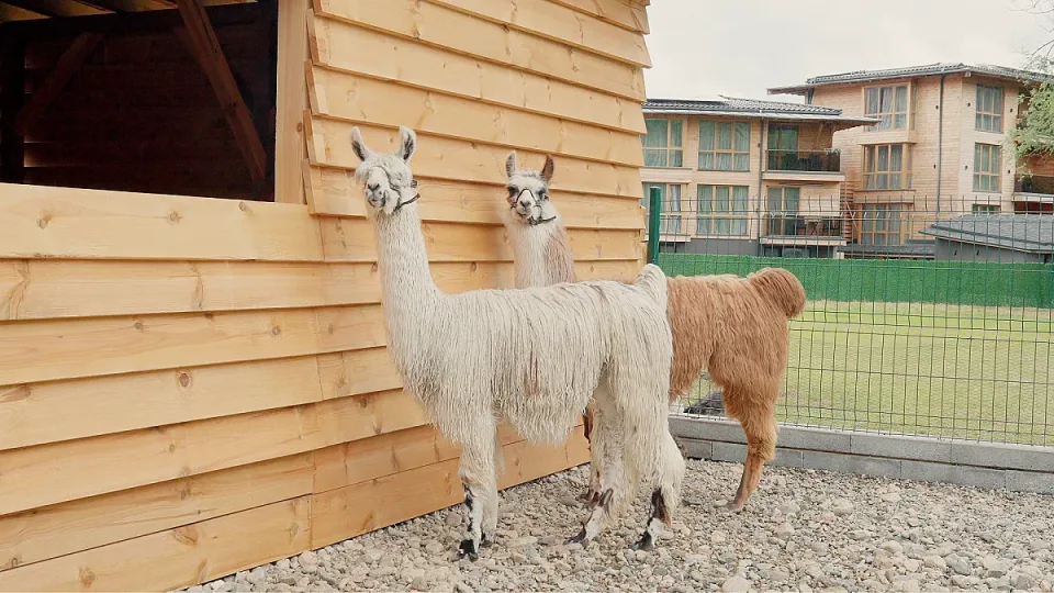 New Animals(37)