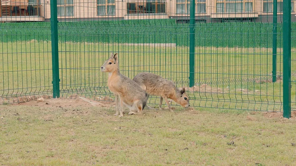 New Animals(3)