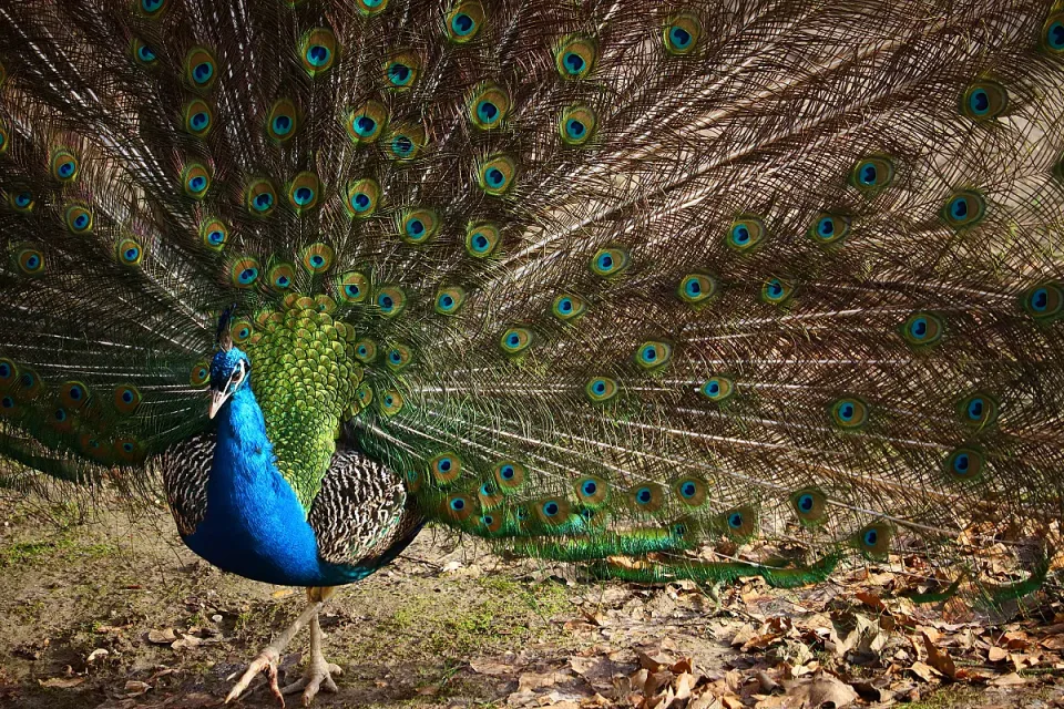 closeup-peacock-with-open-feathers-field-sunlight_1