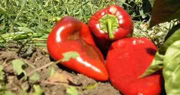 В Ню Йорк хвалят бг чушките: не ви трябват цитруси за витамин С