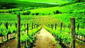 Лозарите треперят: Ще продадат ли гроздето?