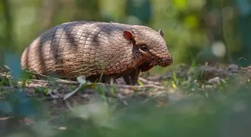 Броненосецът Стенли отново успя да се измъкне