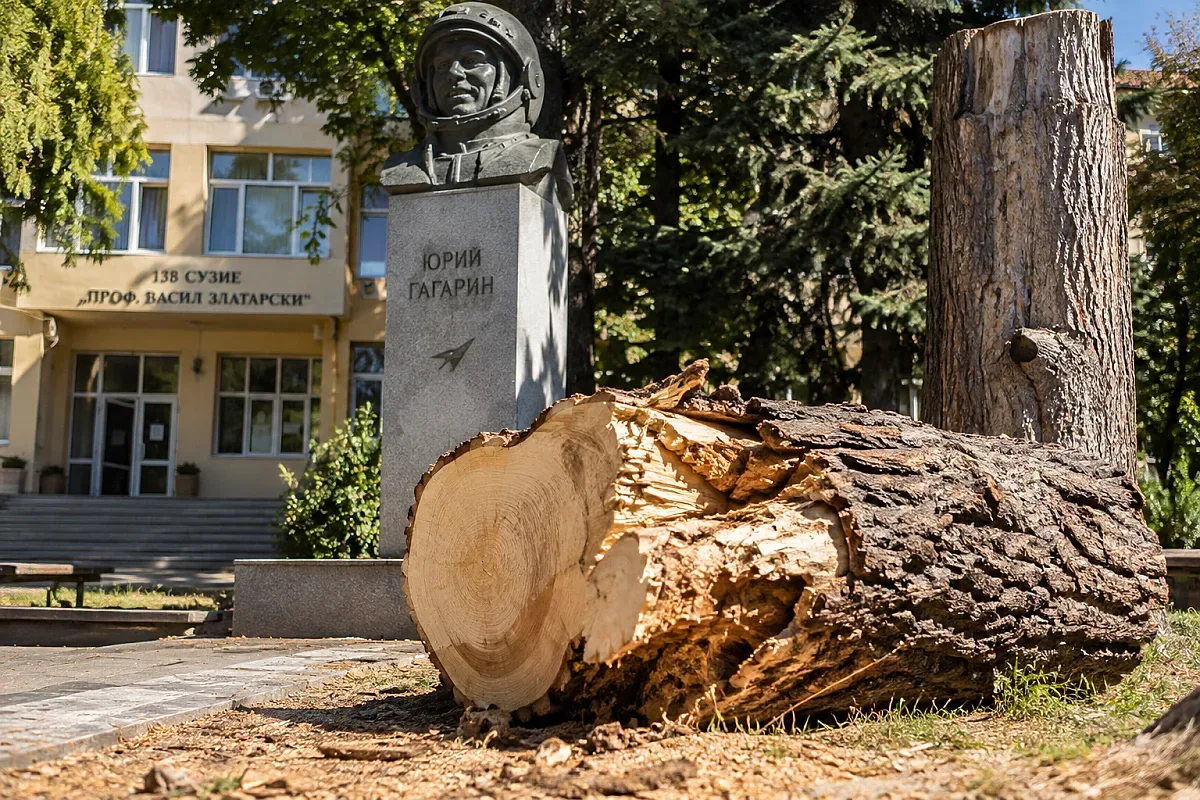 Отрязаха емблематичното дърво на Гагарин в София, социалните мрежи избухнаха