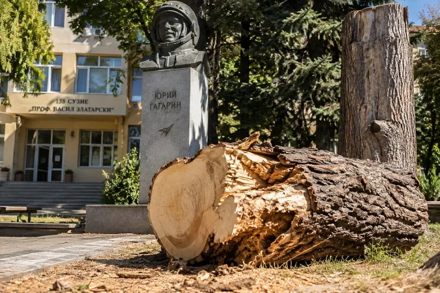 Отрязаха емблематичното дърво на Гагарин в София, социалните мрежи избухнаха