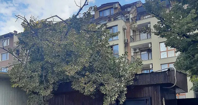 Брутален вятър вилнее във Варна! Дървета падат, магазин е затрупан