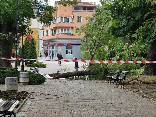 Борба за живот в Сливен. Хеликоптер ще спасява мъжа, ударен от огромен клон