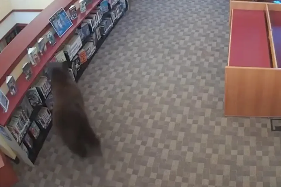 library-bear050-10162026-95e29e10e08a49689b5a8948f2ef4a38