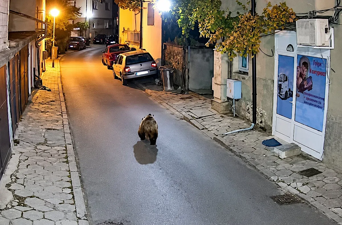 Мече шета из Благоевград