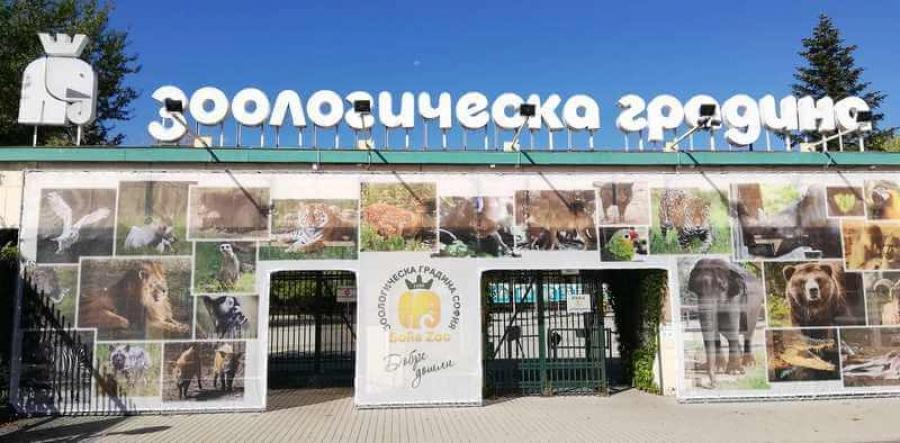 Грижат се за 240 вида животни, а получават почти минимални заплати: протест в Софийския зоопарк