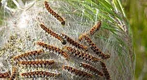 Капан! Страшна напаст налази страната