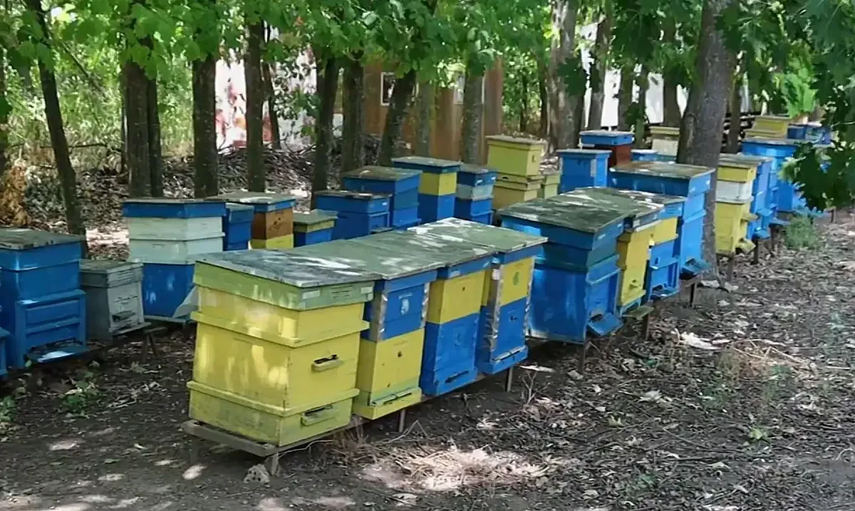 Пчеларски неволи лишават българите от роден мед