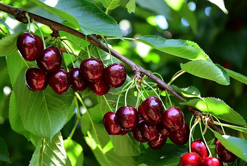 Заплаха за реколтата от череши! Ще ядем ли български плодове