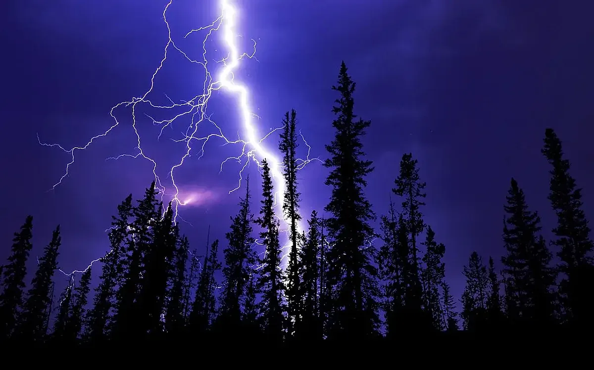 Кои дървета най-често биват удряни от мълнии?
