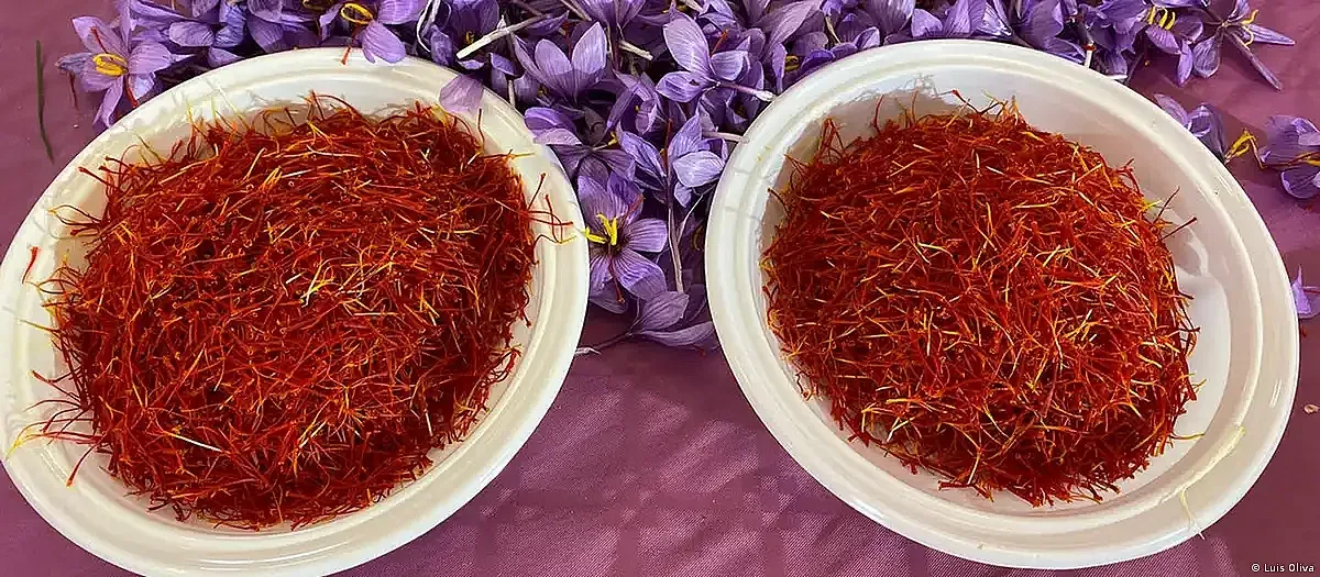 Най-скъпата подправка, желана от римските императори и фараони