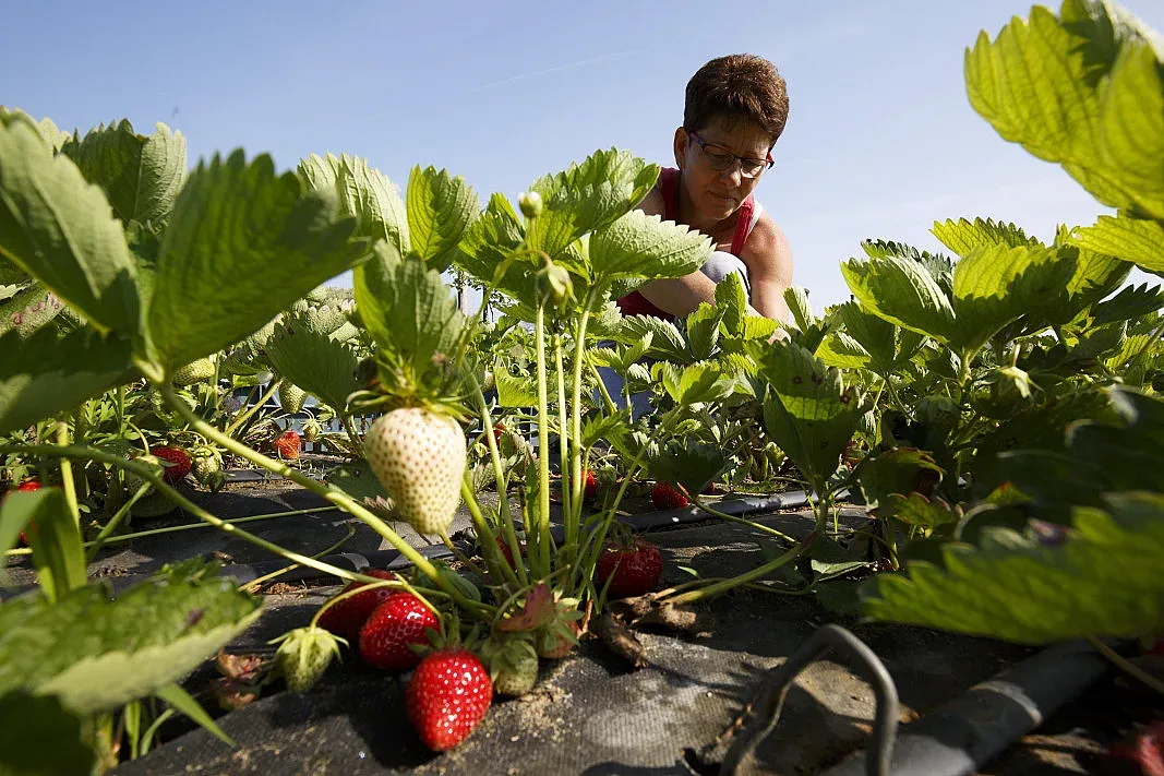 Важна новина за българите в Германия! Ето къде ще плащат данъци