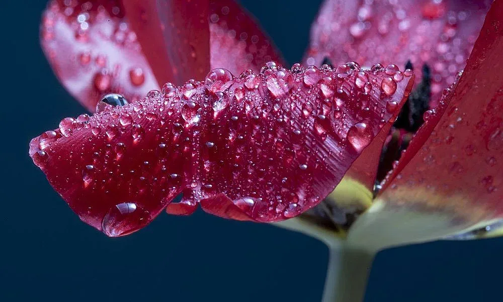 Топъл пролетен ден, но в части от България ще вали дъжд