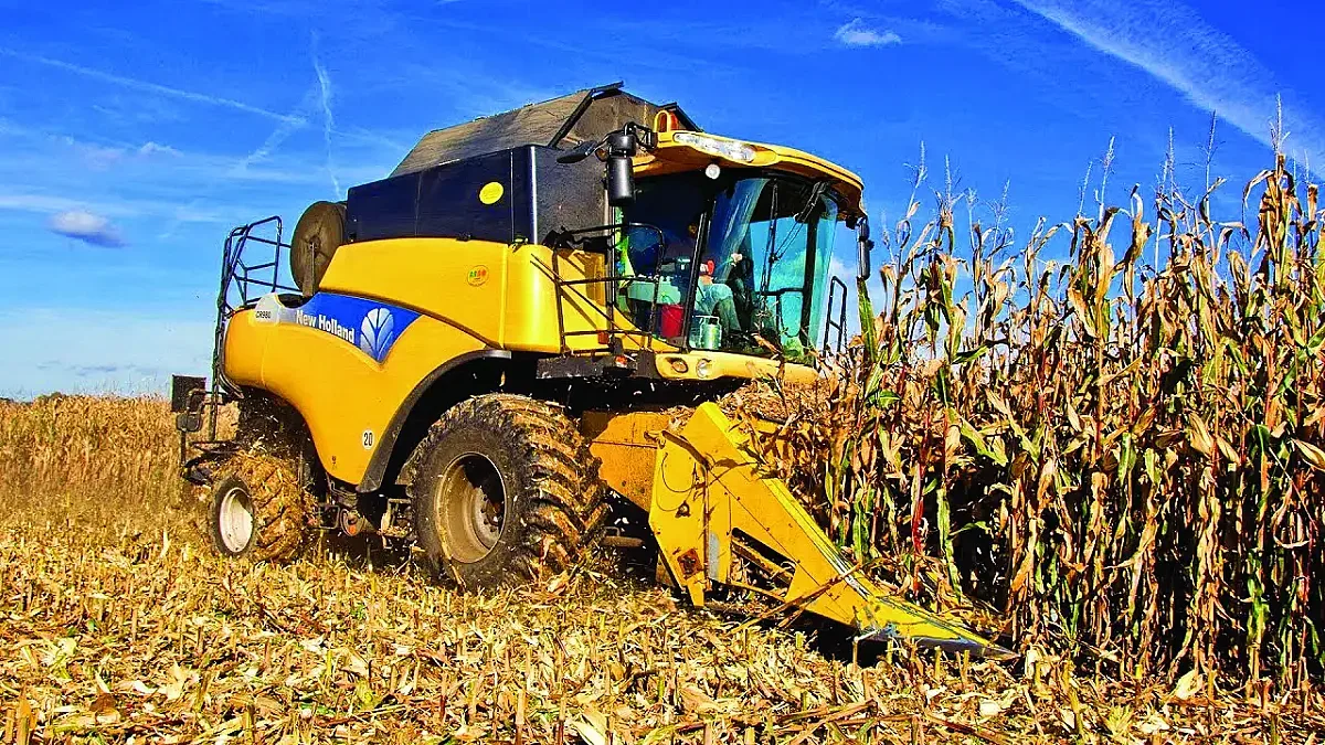 Сушата попари слънчогледа и царевицата