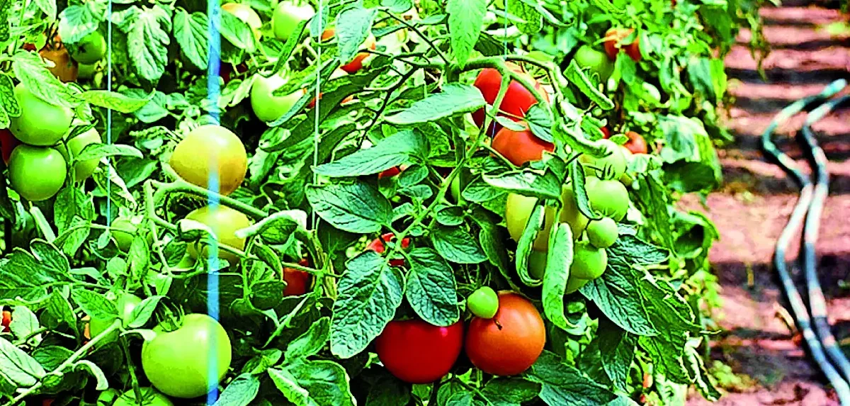 Как поливането на домати стана престъпление