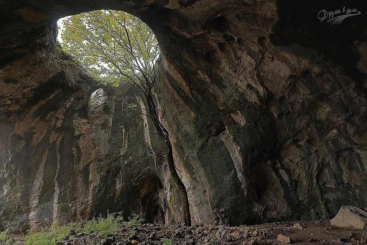 Пещерата с дървото изуми туристи. Крие удивителни чудеса