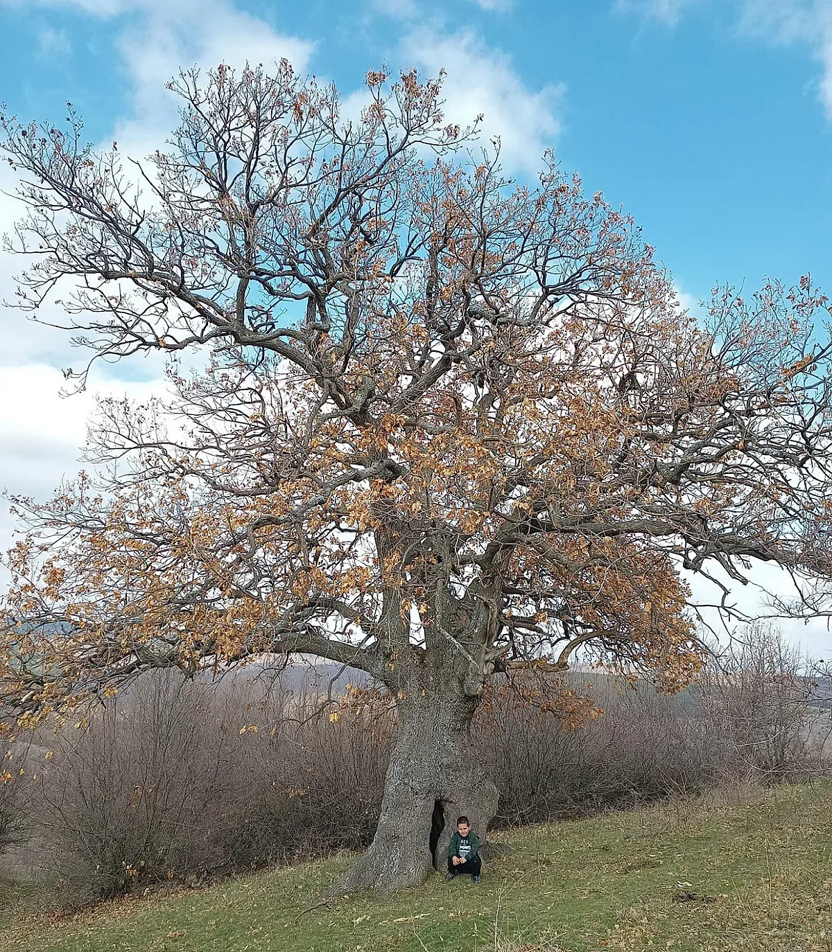 Извор на легенди! Исторически дъб на 4 века се предлага за защитен