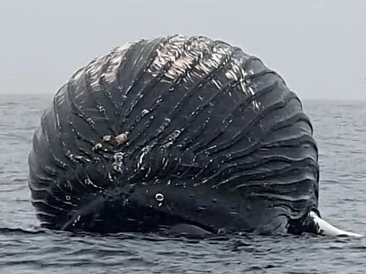 Невиждано! Огромно подуто чудовище в морето