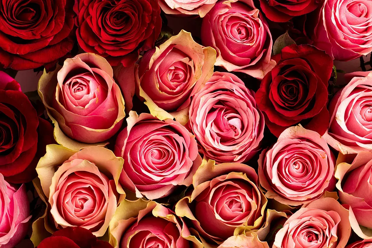 Богата селекция от сезонни цветя в BILLA ще бъде достъпна целогодишно