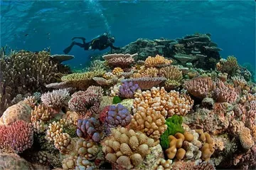 Голяма заплаха за морското дъно заради глобалното затопляне
