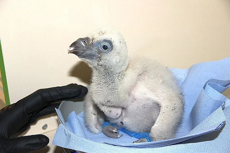 За първи път в историята на Зоопарка в Стара Загора се излюпи белоглаво лешоядче