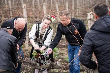 Лозаро-винарският бранш заряза ритуално лозите в Поморие
