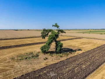 Осакатиха вековно дърво на АМ Тракия! Хората са вбесени