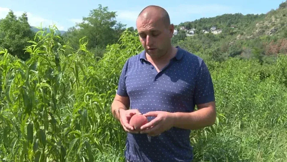 Непознати гадини атакуват прасковите! Реколтата се срина