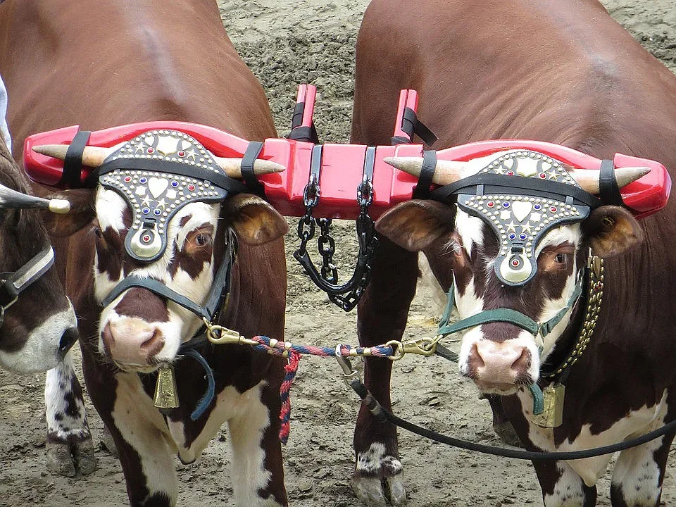 Чуден празник. Черпят 5 невероятни имена
