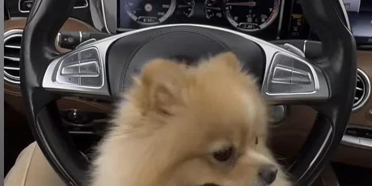 Съсипаха силиконката, която гали кучето, вместо да държи волана