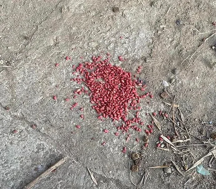 Пуснаха отрова в София! Какво се случва