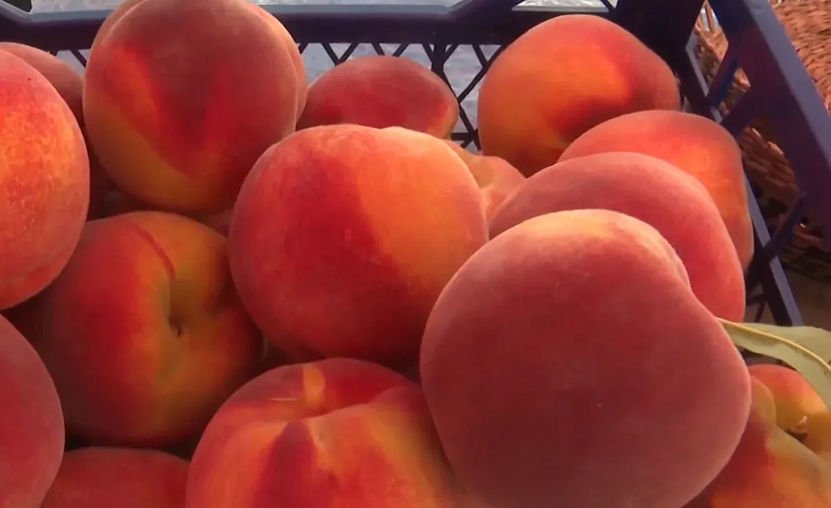 Тази цена на родните праскови никой не беше очаквал!