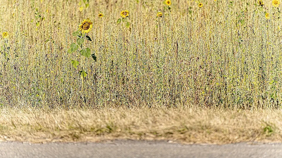 Горещо време в неделя. Вижте прогнозата за седмица напред