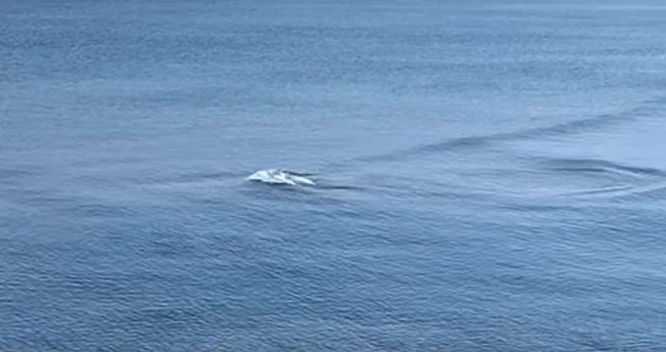 Феномен! Разкриха нещо странно в морето край Созопол