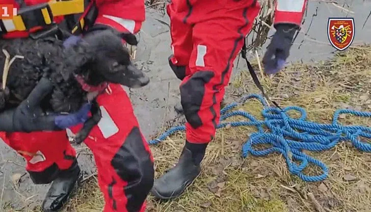 Мил жест. Пожарникари спасиха куче в Чехия