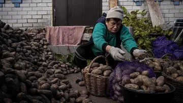 Страшна драма в Русия! Картофена криза
