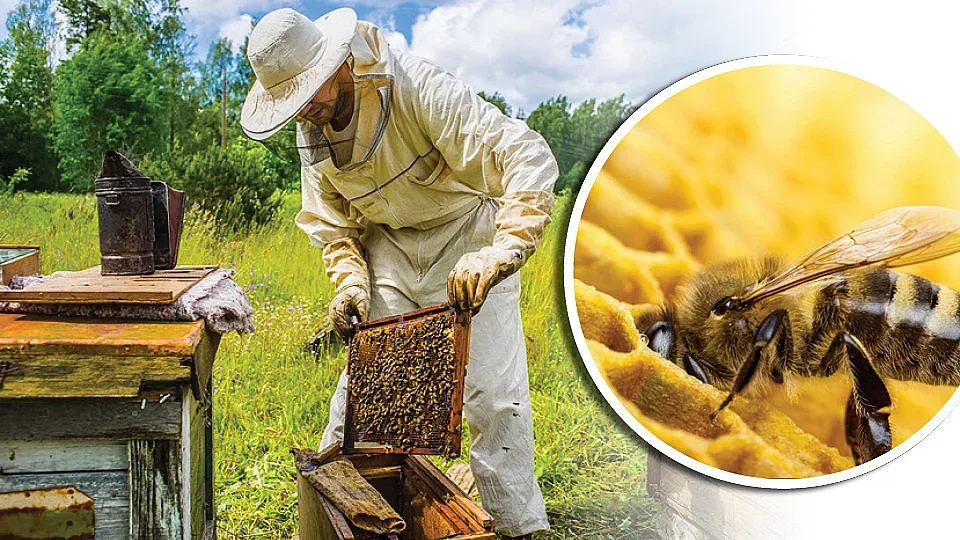 Само във вестник СТАНДАРТ: Пчелари бият тревога  за ниски цени на меда