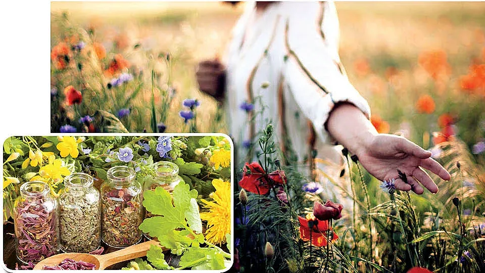 България - земя на чудеса, билки и мъдрост